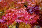 Travel photography:Haeinsa Temple complex, South Korea