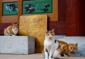 Travel photography:Haeinsa Temple complex, South Korea