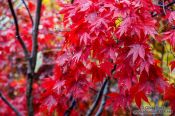 Travel photography:Haeinsa Temple complex, South Korea