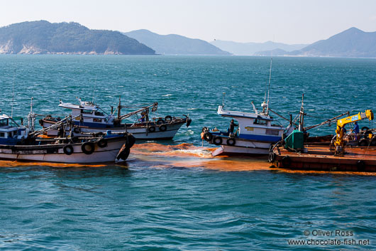 Local fishermen bring out clay to mitigate the effects of a harmful algal bloom event