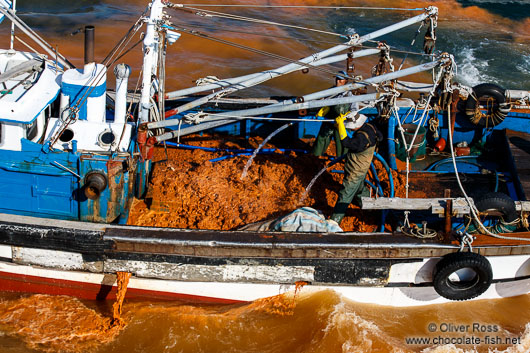 Local fishermen bring out clay to mitigate the effects of a harmful algal bloom event