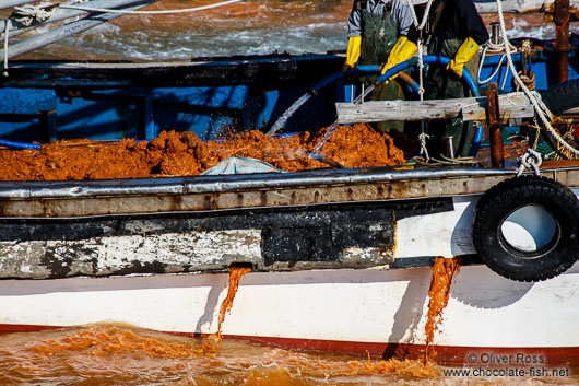 Local fishermen bring out clay to mitigate the effects of a harmful algal bloom event