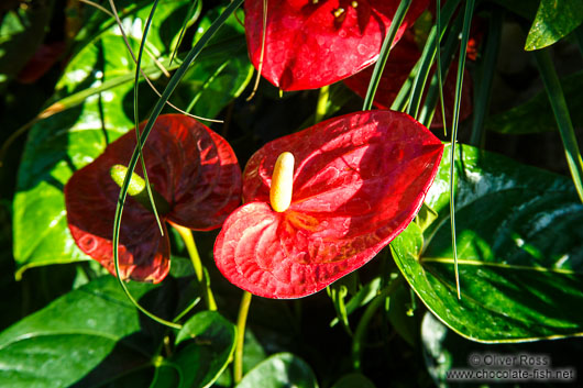 Plant on Camellia Island