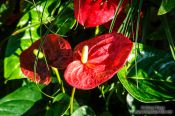 Travel photography:Plant on Camellia Island, South Korea