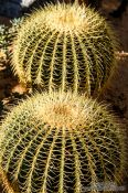 Travel photography:Echinocactus grusonii on Camellia Island, South Korea