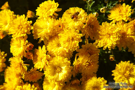 Flowers at Samcheonggak