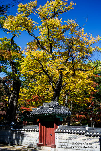 Seoul Changdeokgung palace Secret Garden