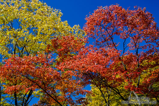 Trees in autmn colour in the Secret Garden of Changdeokgung palace in Seoul