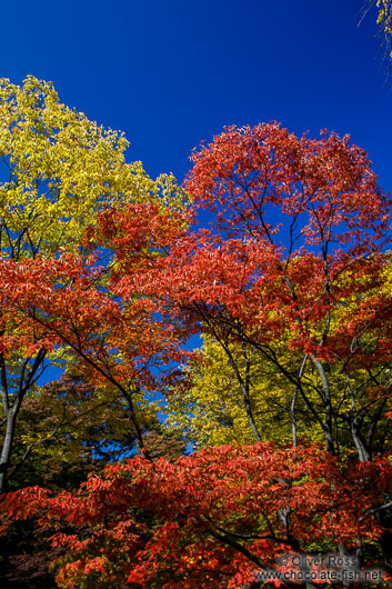 Trees in autmn colour in the Secret Garden of Changdeokgung palace in Seoul