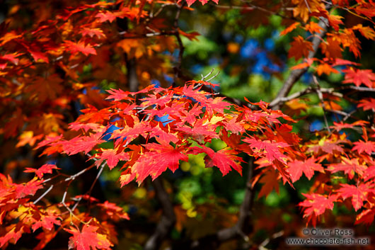 Trees in autmn colour in the Secret Garden of Changdeokgung palace in Seoul