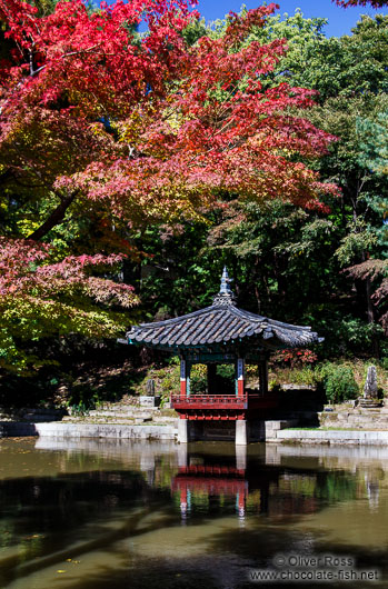 Trees in autmn colour in the Secret Garden of Changdeokgung palace in Seoul