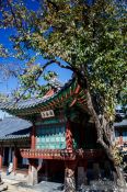 Travel photography:Seoul Changdeokgung palace, South Korea