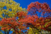 Travel photography:Trees in autmn colour in the Secret Garden of Changdeokgung palace in Seoul, South Korea