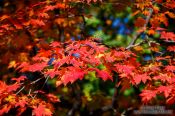 Travel photography:Trees in autmn colour in the Secret Garden of Changdeokgung palace in Seoul, South Korea