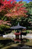 Travel photography:Trees in autmn colour in the Secret Garden of Changdeokgung palace in Seoul, South Korea