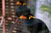 Travel photography:Caged birds in Luang Prabang, Laos