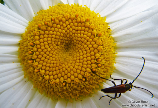 Mountain daisy with insect