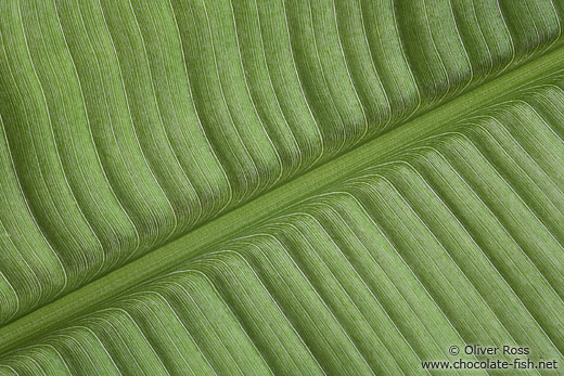 Banana Leaf Landscape