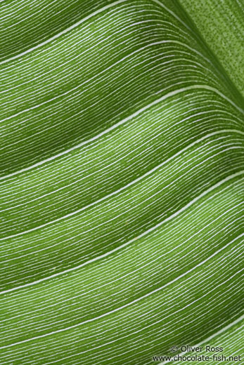 Banana leaf detail