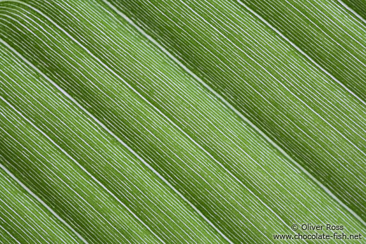 Banana leaf close-up