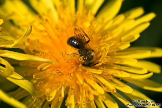 Bee on dandelion flower