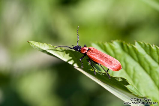 Beetle on leaf