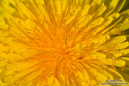 Dandelion flower