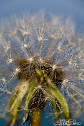 Dandelion seeds