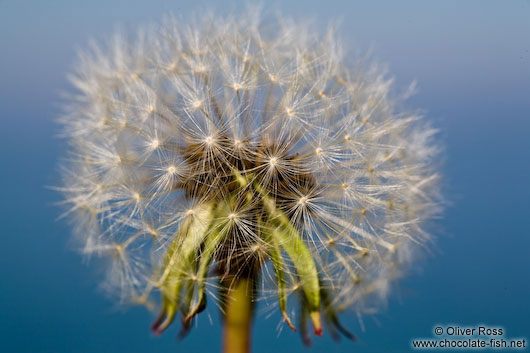 Dandelion seeds