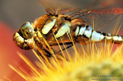 Dragonfly on cactus in evening light