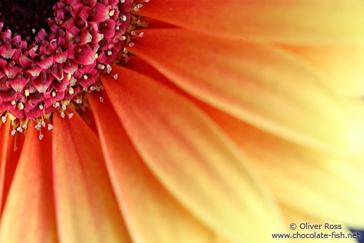 Flower close-up