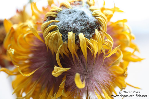 Flower close-up