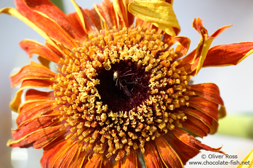 Flower close-up