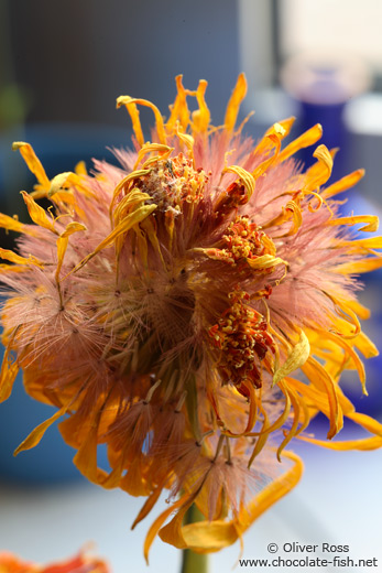 Disintegrating flower head