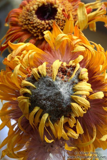 Flower close-up