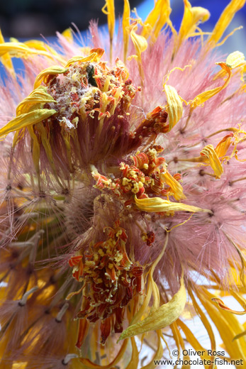 Disintegrating flower head