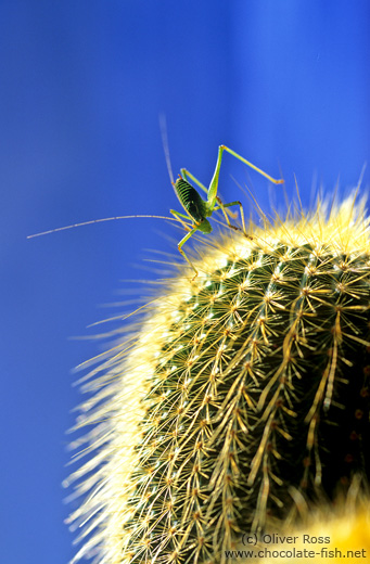 Grasshopper on cactus