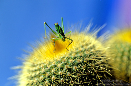 Grasshopper on cactus