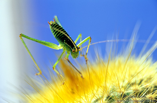 Grasshopper on cactus