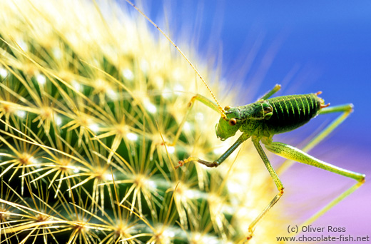 Grasshopper on cactus