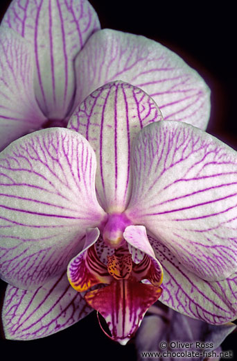 Phalaenopsis orchid flowers