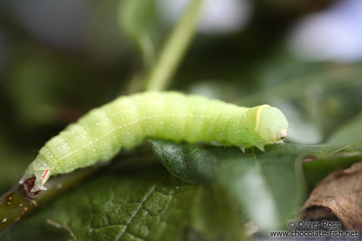 Caterpillar on leaves