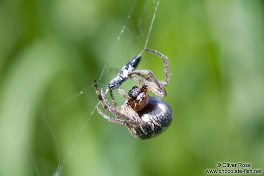 Spider in web wrapping its prey