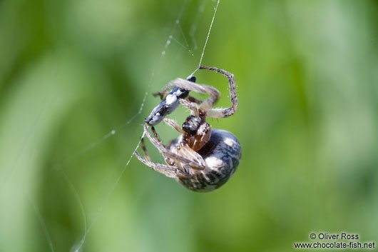 Spider in web wrapping its prey