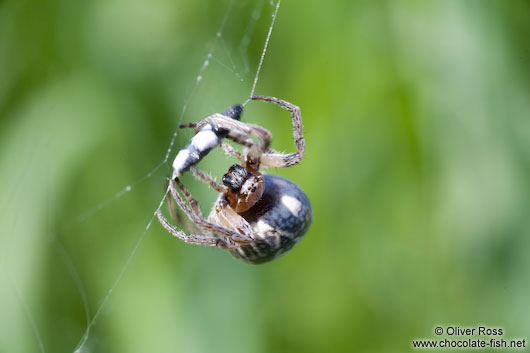 Spider in web wrapping its prey