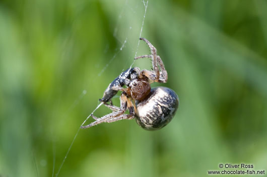 Spider in web sucking on its prey