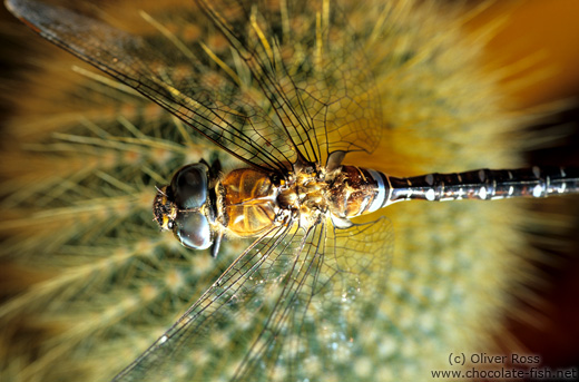 Dragonfly on cactus