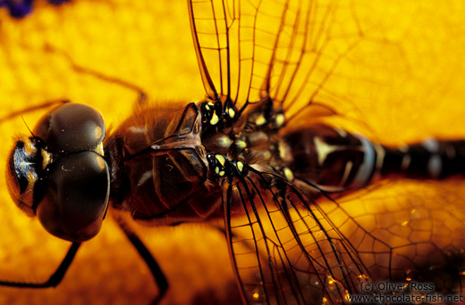 Dragonfly close-up