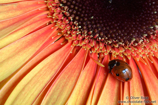 Flower close-up with ladybird