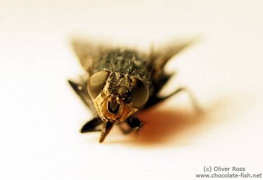 Common house fly